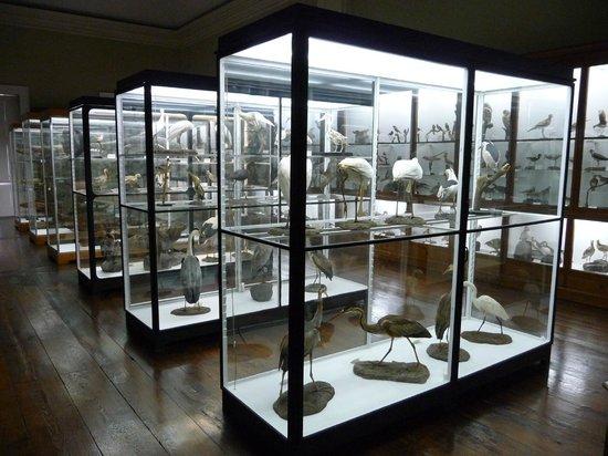 Museu de História Natural do Funchal